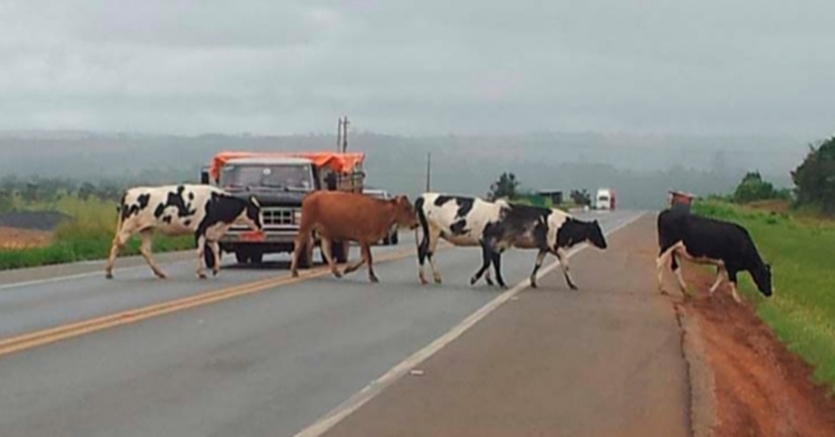 ENQUETE: Maioria é contra sacrifício de animais que causem acidentes em rodovias