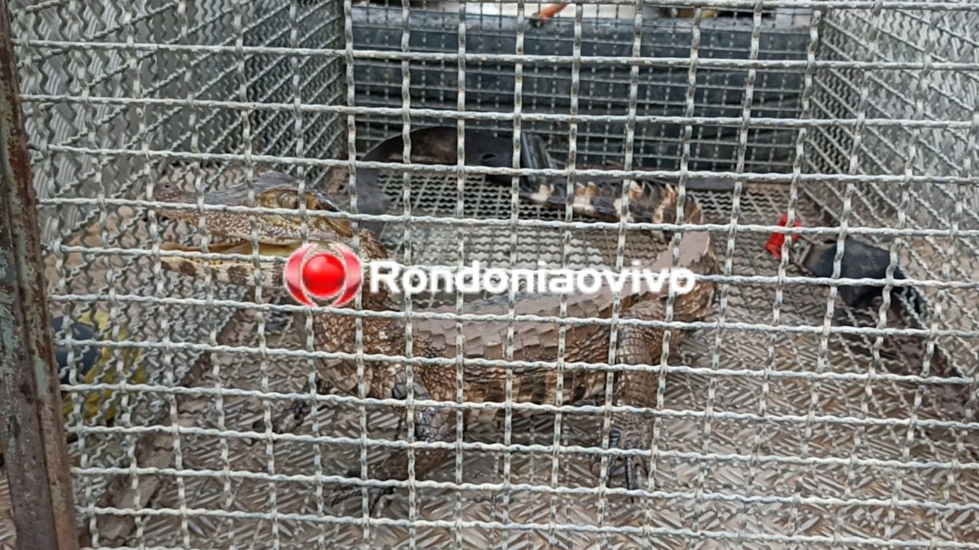 VÍDEO: Jacaré é encontrado em via pública e Bombeiros com Ibama são chamados