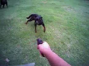 ABATIDO: Cachorro ataca policial que saía de plantão e é morto a tiro