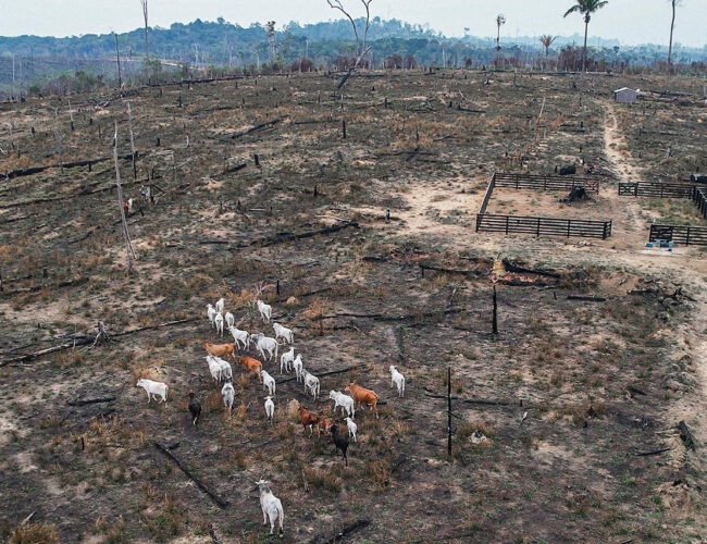 INVADIDA: Justiça decide por reintegração de área degradada e ocupada na Resex Jaci-Paraná