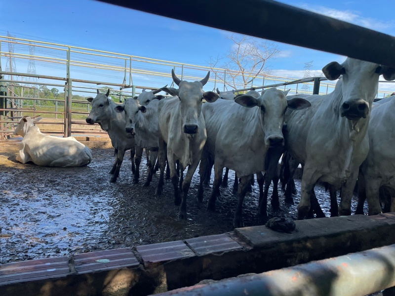 NELORE: Polícia recupera 20 cabeças de gados roubadas escondidas em frigorífico