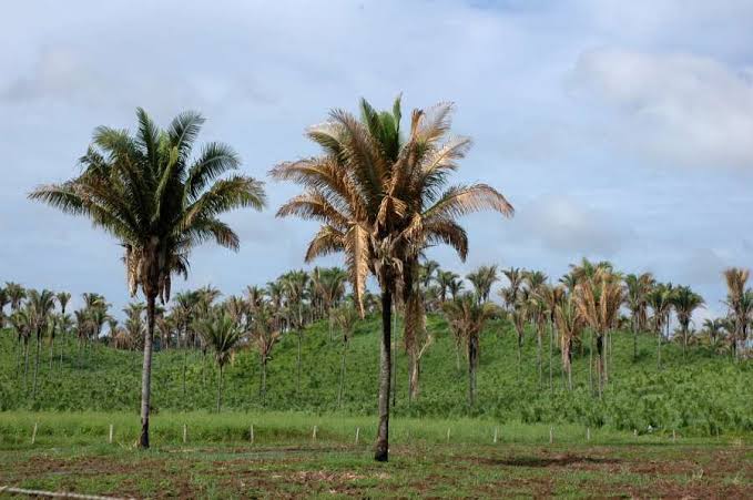 NA CABEÇA: Trabalhador morre após ser atingido por pé de babaçu durante derrubada