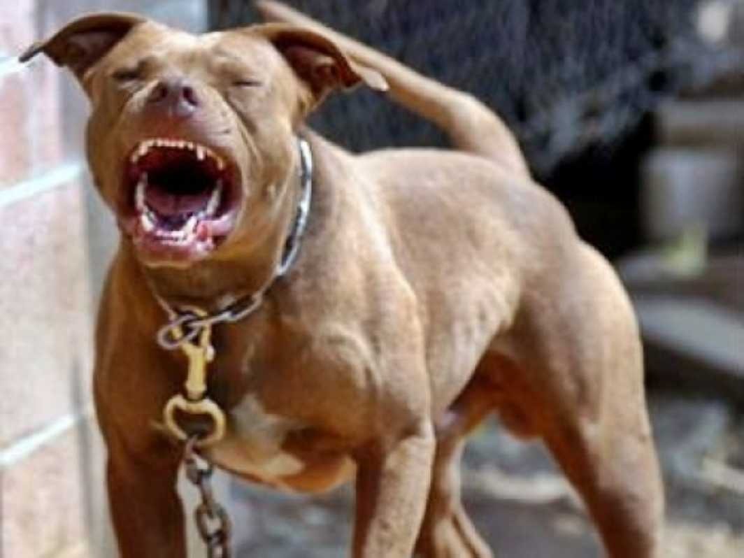 FEROZ: Pitbull mata cachorro da vizinha e PM é acionada em Porto Velho