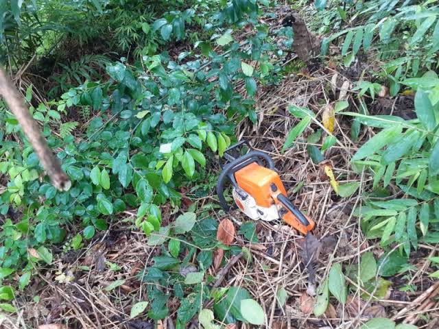 MAIS UM: Trabalhador morre após ser atingido na cabeça enquanto cortava árvores em mata