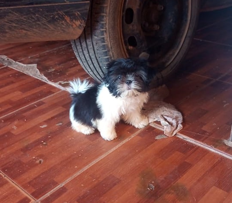 LUA: Cachorra Shitzu desaparece e família faz apelo para reencontrá-la