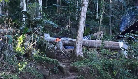 TRÁGICO: Trabalhador é atingido na cabeça e morre enquanto fazia derrubada