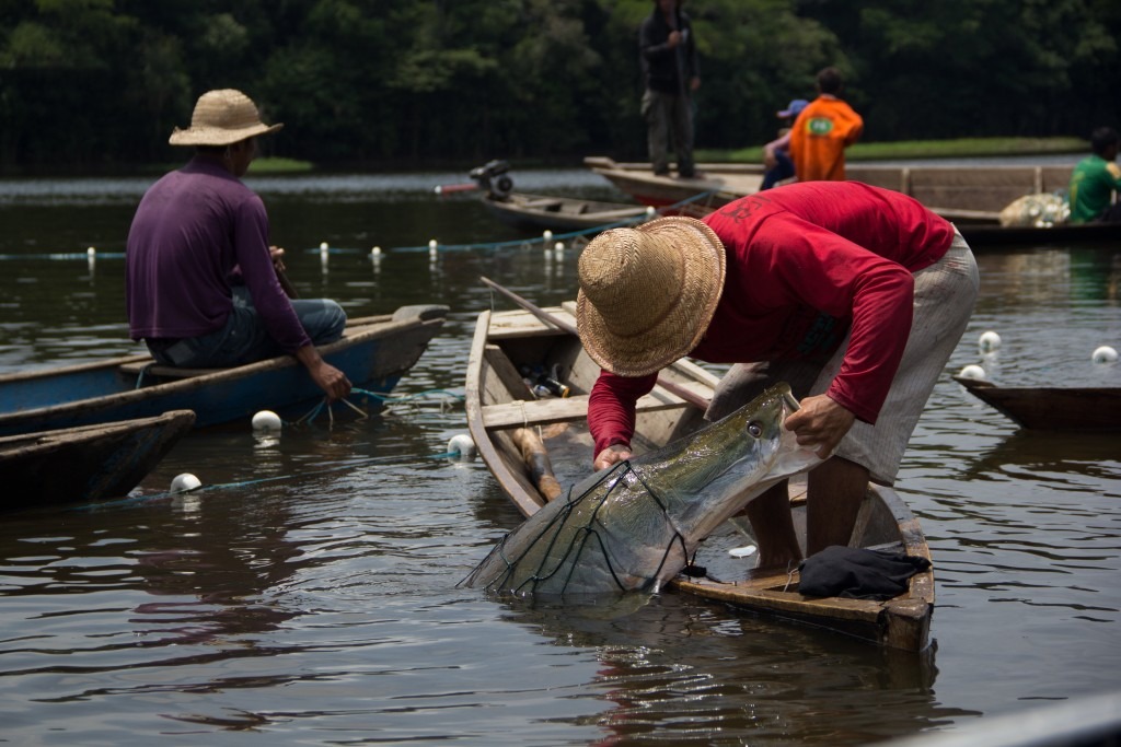 AUTENTICIDADE: Carteirinhas de pescador amador ou esportivo terão novo layout