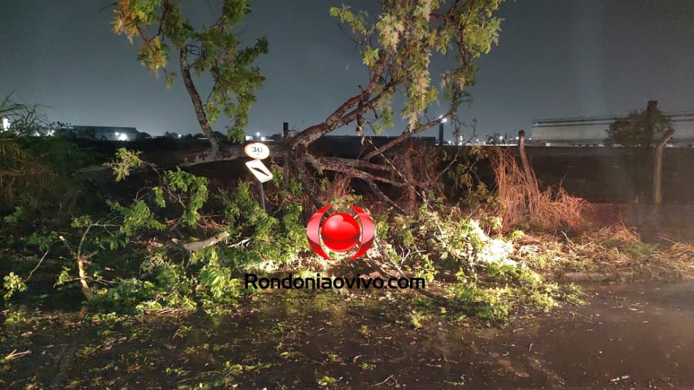 QUEBROU O BRAÇO: Temporal derruba árvore e atinge criança que estava na garupa de moto com o pai 