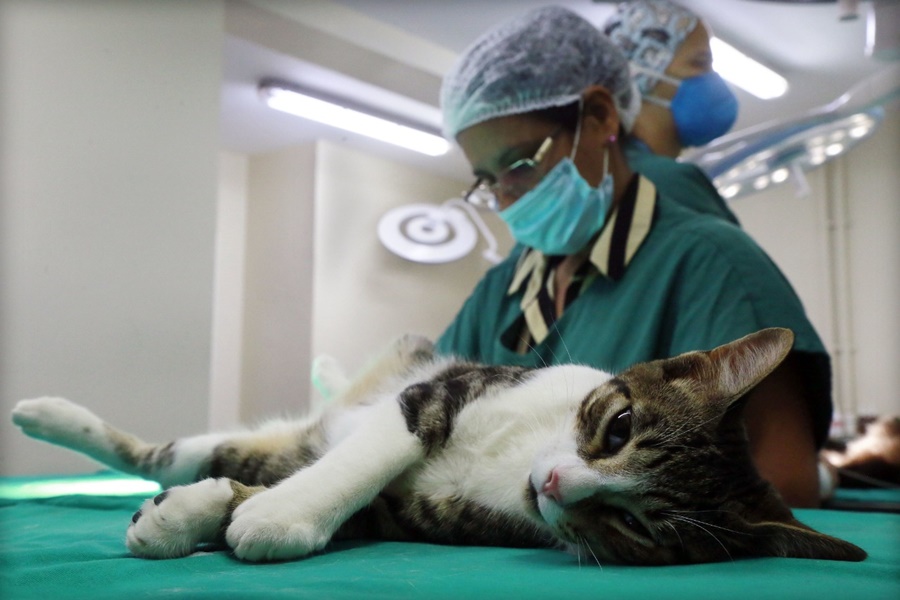 ROLIM DE MOURA: UNIR está realizando castração gratuita de cães e gatos
