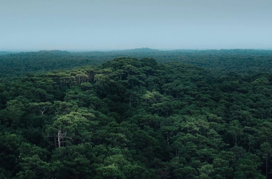 RENDA:  Banco do Brasil faz primeiros contratos de projetos de créditos de carbono