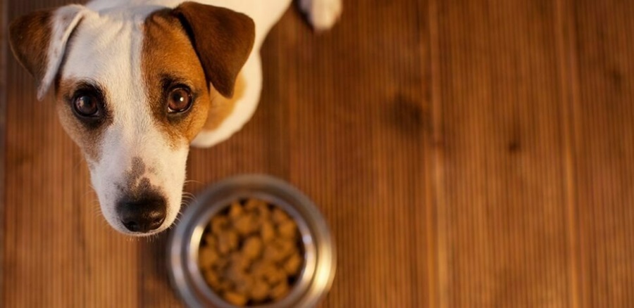 MAIS UMA: Empresa deverá tirar produtos para alimentação animal do mercado