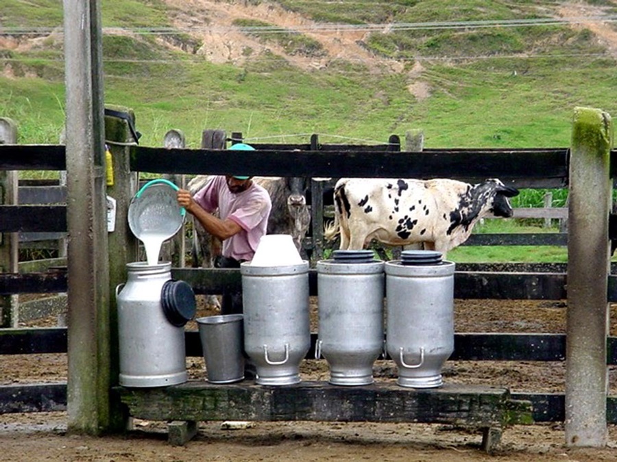 LEITE: Baixa produção e falta de incentivo ao setor desanimam produtores de RO