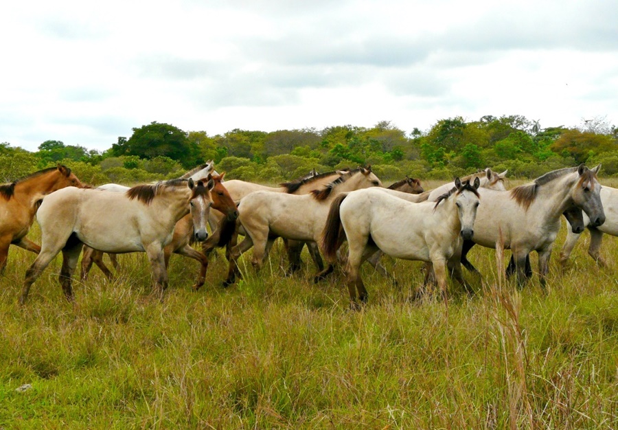 SANIDADE: Prorrogado prazo para participar da consulta pública sobre equídeos
