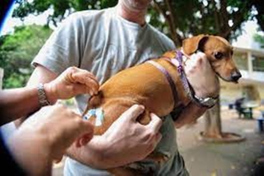 ANIMAIS: Vacinação de cães e gatos será no sábado (15), em Porto Velho