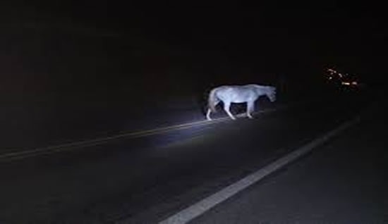MIRANTE DA SERRA: Mulher fica ferida após colidir moto contra cavalo, na RO-470