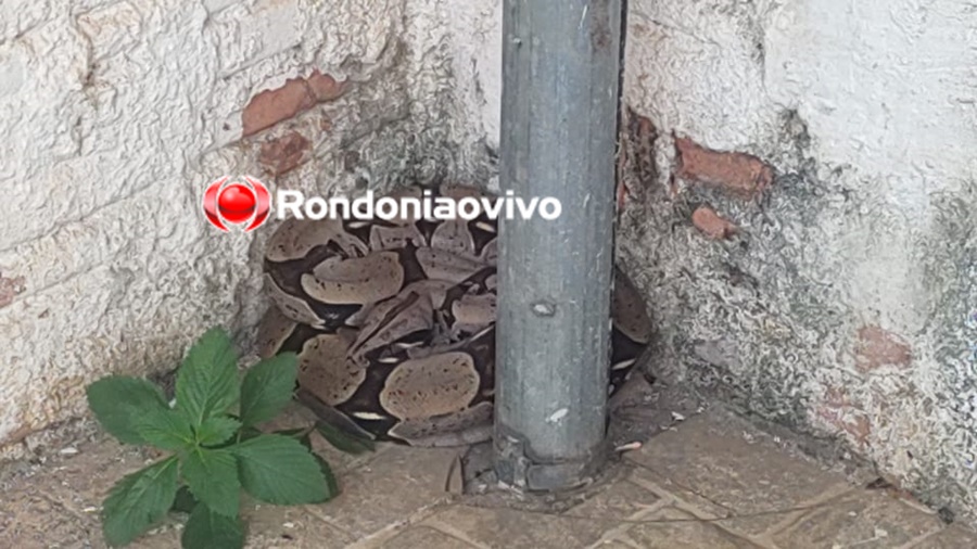 ASSISTA: Cobra jiboia é encontrada em casa na região Central e assusta moradores