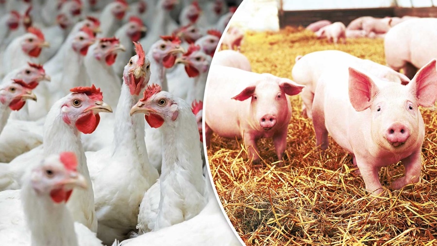 SUÍNOS E AVES: Lançada segunda edição da revista online Embrapateca