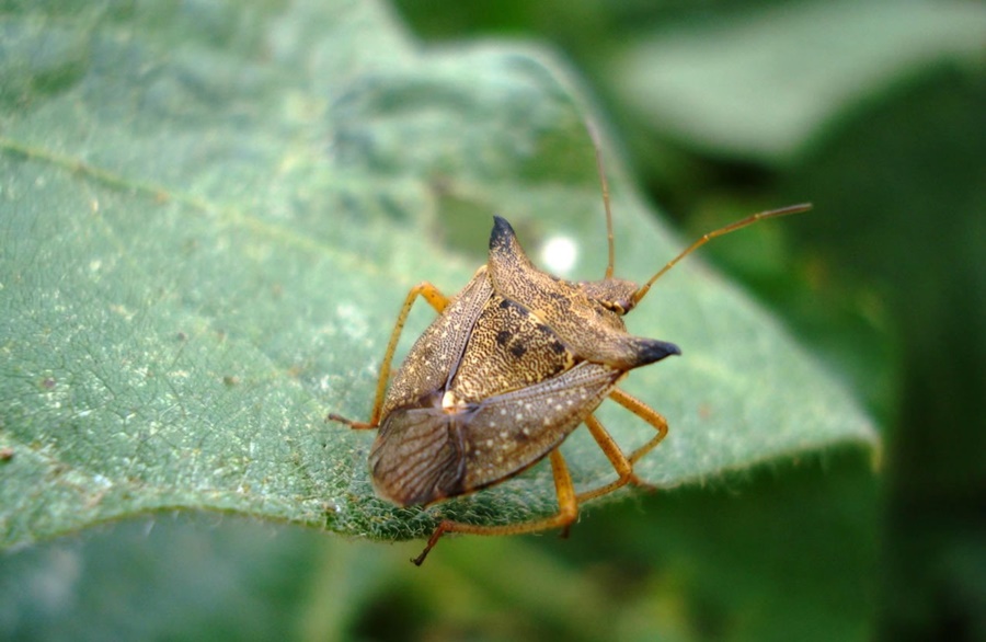 IMPORTANTE: Artigo trata dos cuidados com as pragas iniciais da soja