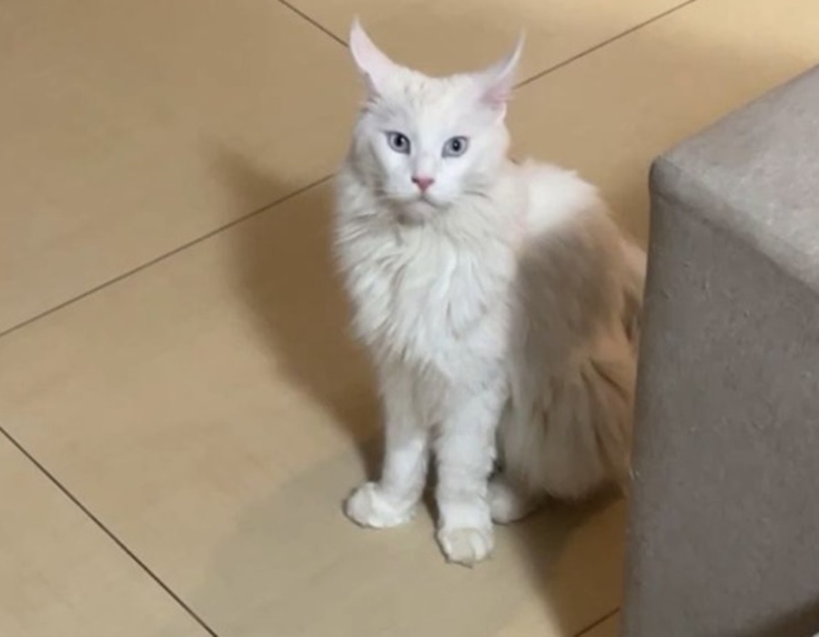 LUA: Família procura por gata que desapareceu no bairro Floresta, em Porto Velho