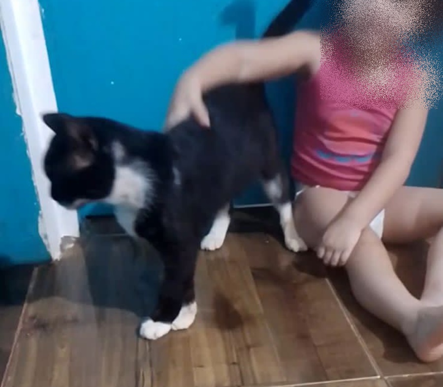 SOBREVIVEU: Gato vítima de envenenamento é resgatado pela vereadora Márcia Socorristas