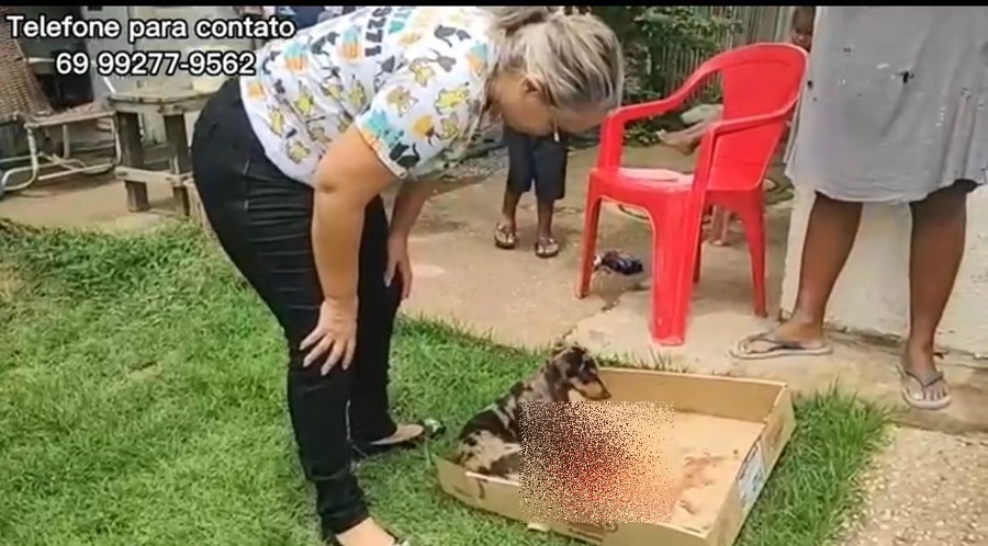 VEREADORA: Márcia Socorristas resgata cachorrinha atropelada no Orgulho do Madeira