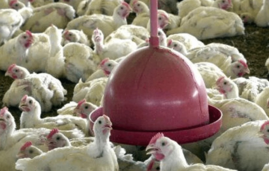 MAPA: Prevenção à influenza aviária ganha versão em livro digital