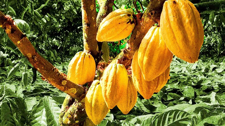 CACAU: Boas Práticas para produção de fruto estão disponíveis em vídeo