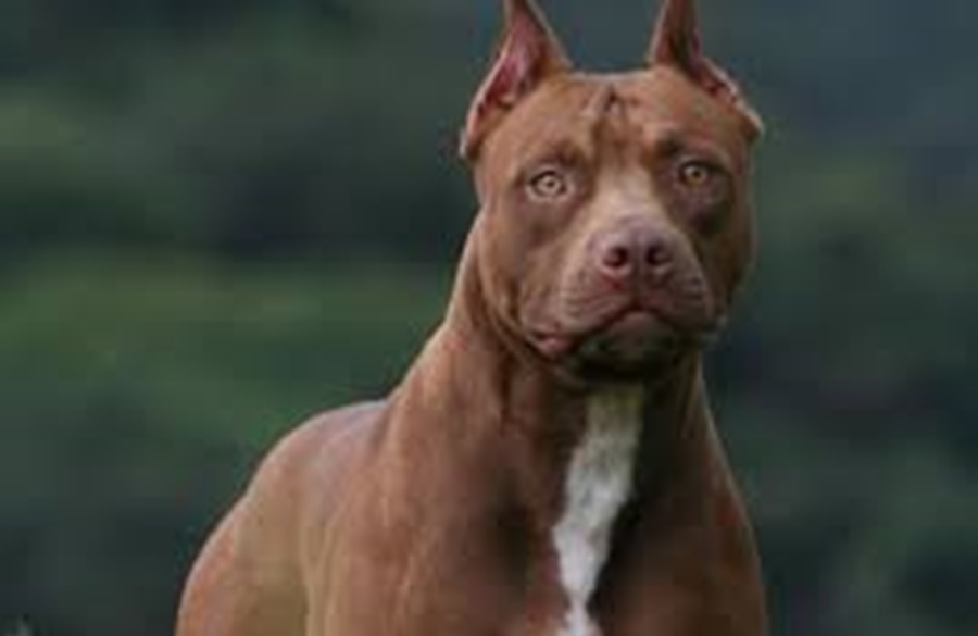 ENQUETE: Qual a opinião sobre os cães da raça Pitbull, calmo ou agressivo?