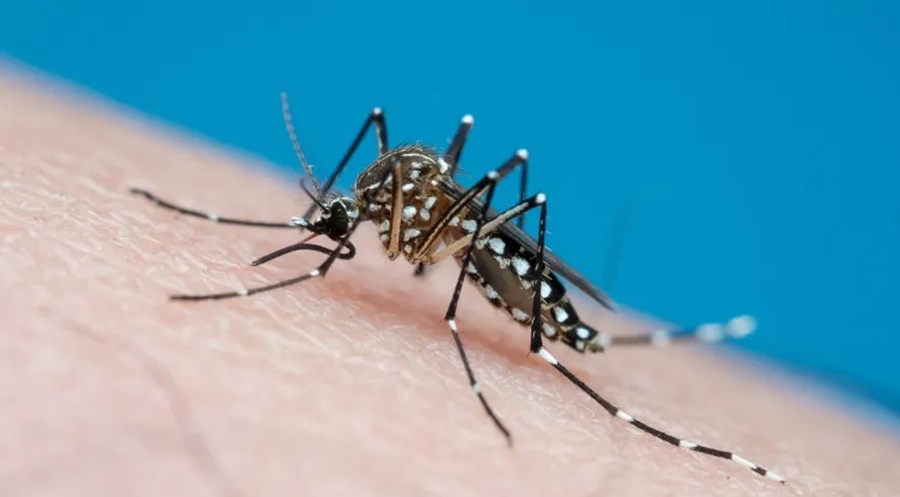 VÍRUS: Fiocruz alerta para ressurgimento do sorotipo 3 da dengue