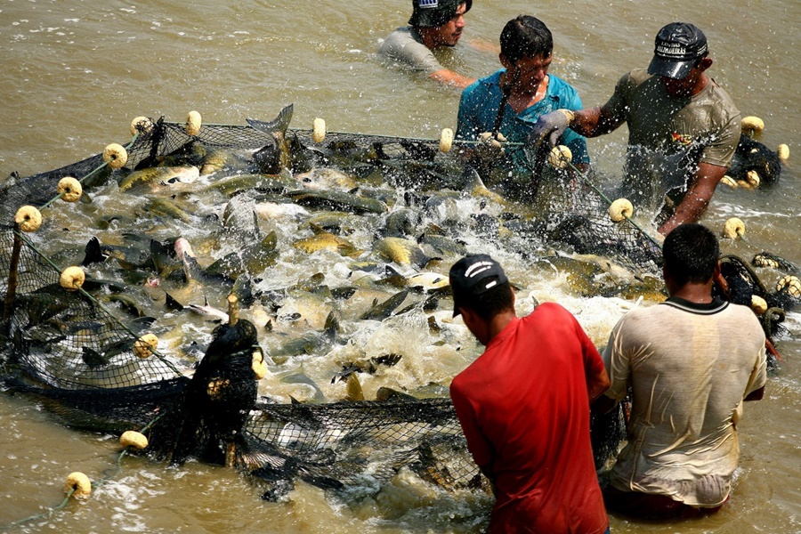 PESCA: Peixe de cativeiro produzido em Rondônia é a melhor opção de consumo