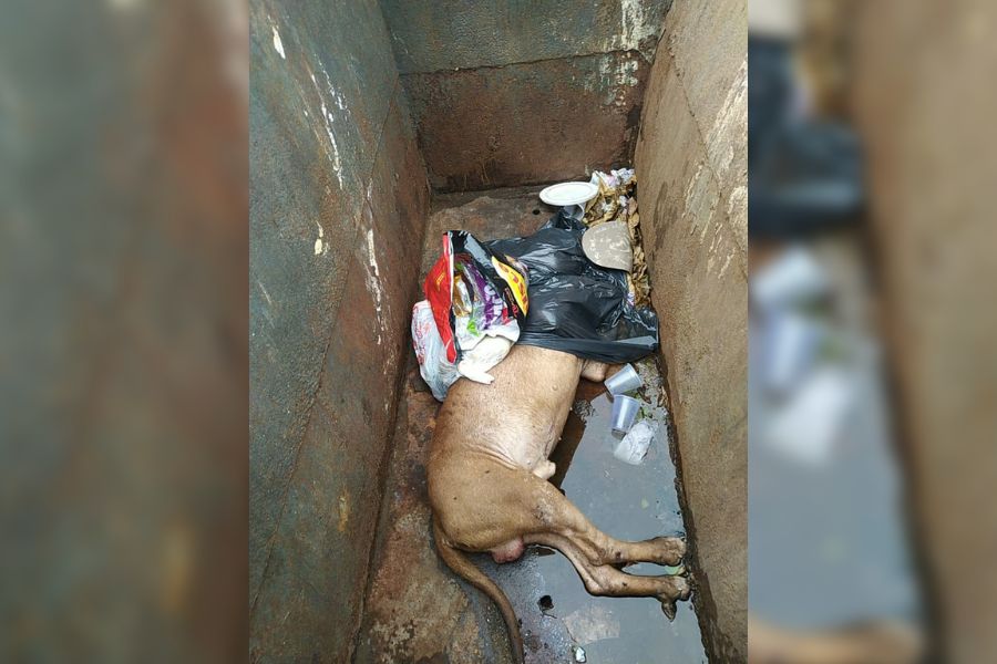 INSENSIBILIDADE: Pessoas jogam cachorro morto em frente à Câmara de Vereadores de PVH