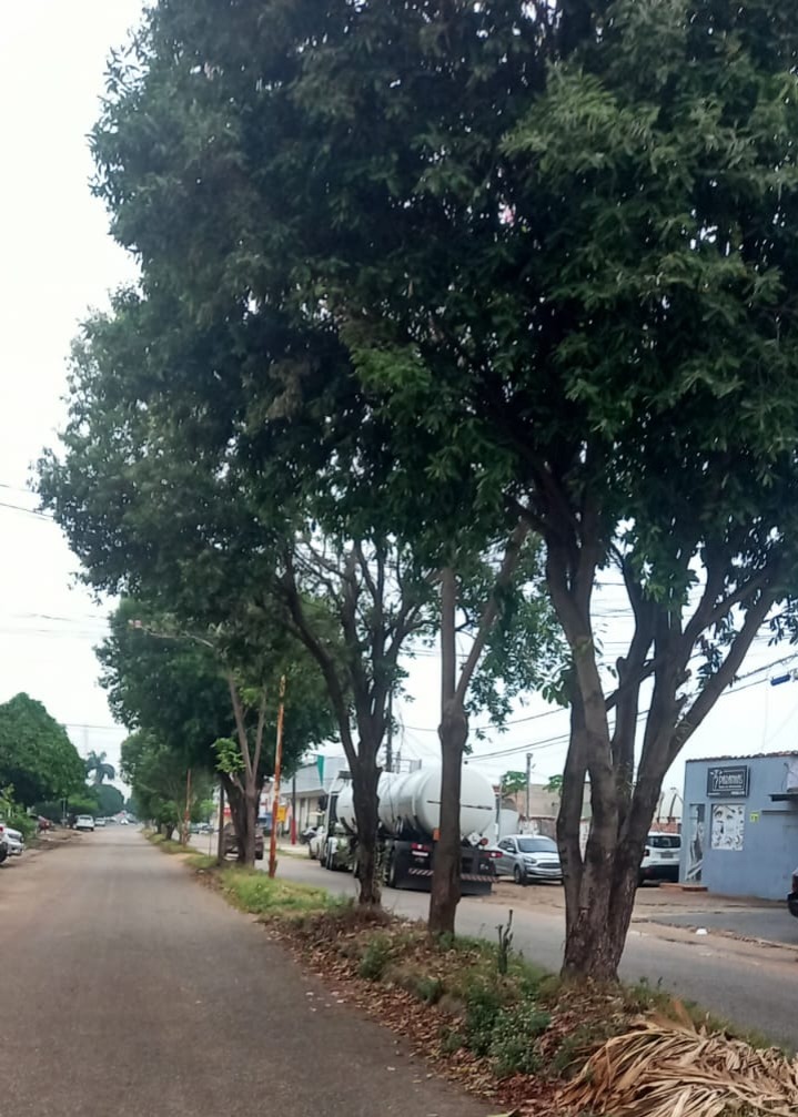 EDWILSON NEGREIROS: Prefeitura atende ao pedido de vereador e realiza poda de árvore na capital
