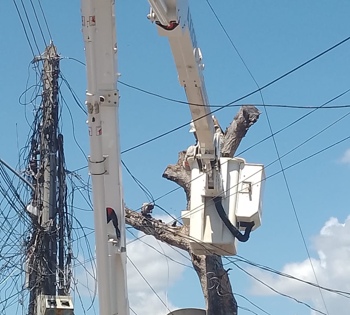 EDWILSON NEGREIROS: Energisa retira galhos de árvore em rede elétrica de bairro a pedido de vereador