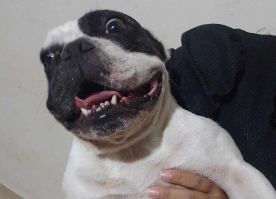 BUSCA: Família encontra dois cachorros de raça na zona Sul de Porto Velho