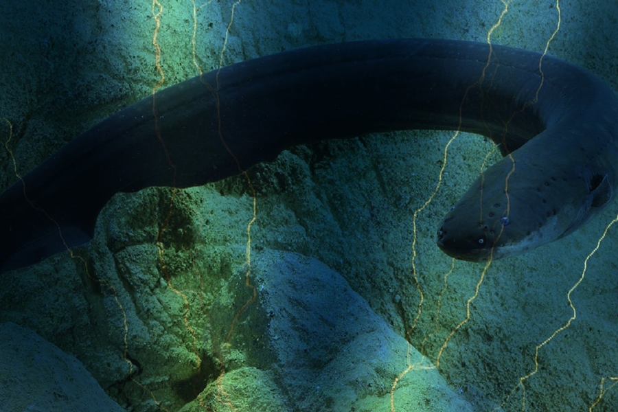 PRESERVAÇÃO: Pesquisadores fazem expedição em busca de peixes-elétricos na Amazônia