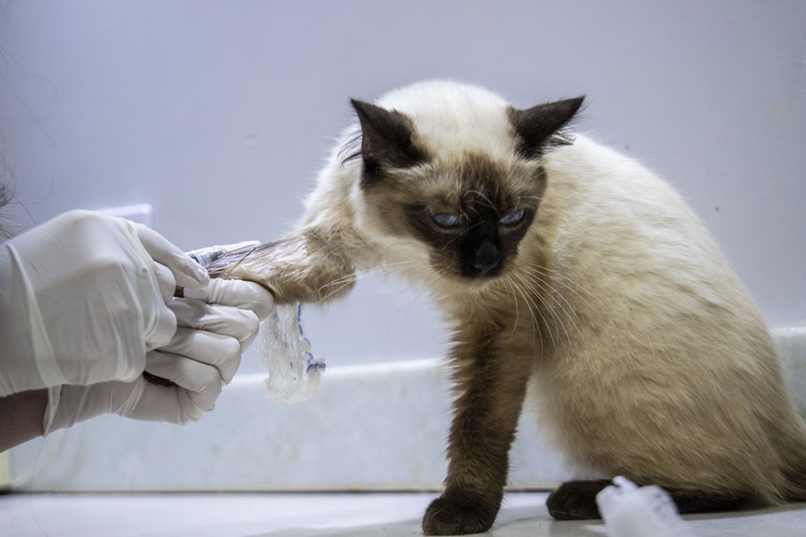 SAÚDE ANIMAL: Clínica veterinária pública será lançada em Porto Velho