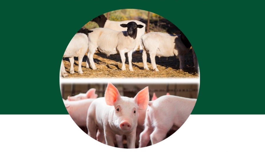 ENCONTROS REGIONAIS: Cadeias produtivas da Ovinocultura e da Suinocultura são temas