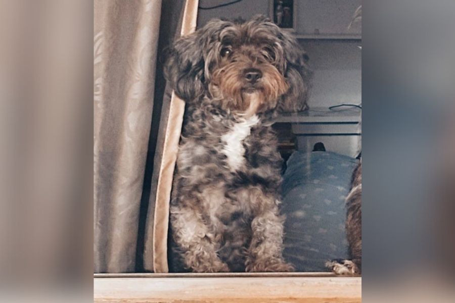 NINA: Tutor procura por cadela desaparecida em Porto Velho