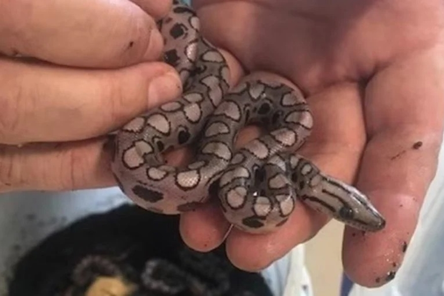 PARTO MISTERIOSO: Jiboia dá à luz 14 filhotes mesmo isolada há anos