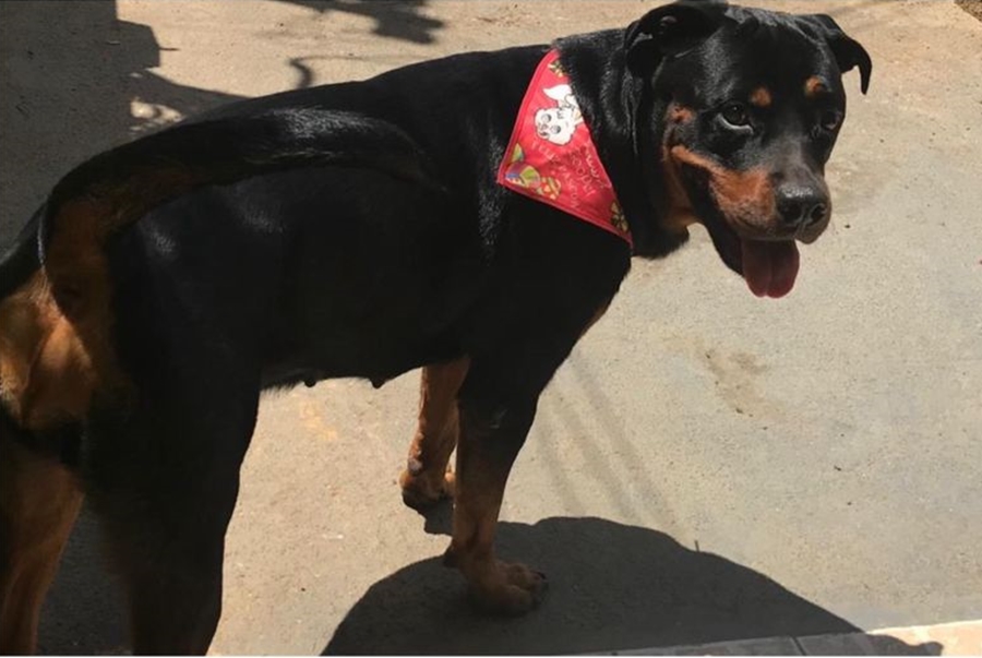 PROCURA-SE: Tutora busca por cadela desaparecida em Porto Velho