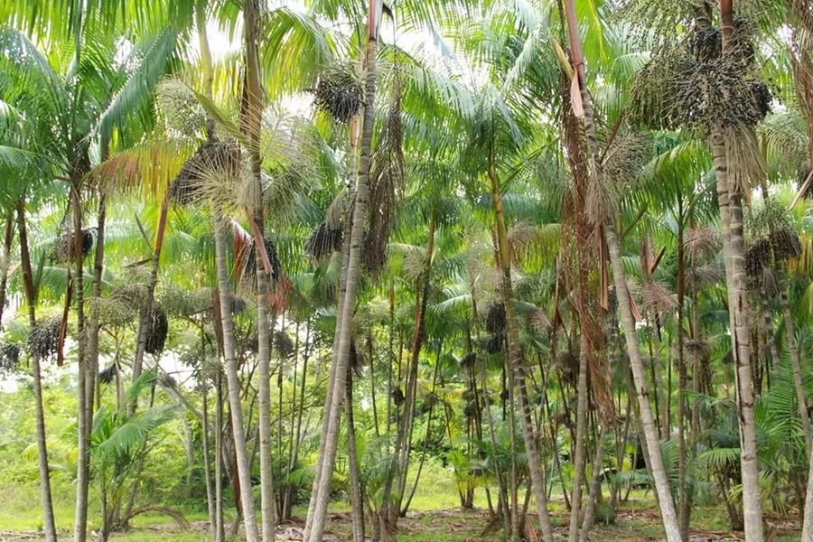 SUSTENTABILIDADE: Pesquisa indica utilização de fibras vegetais em argamassas 