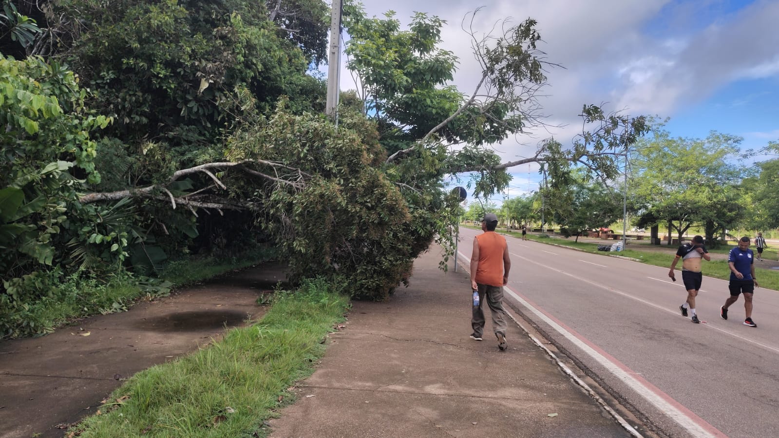 CENAS DA CIDADE: Árvore  tomba na calçada do Espaço Alternativo em Porto Velho