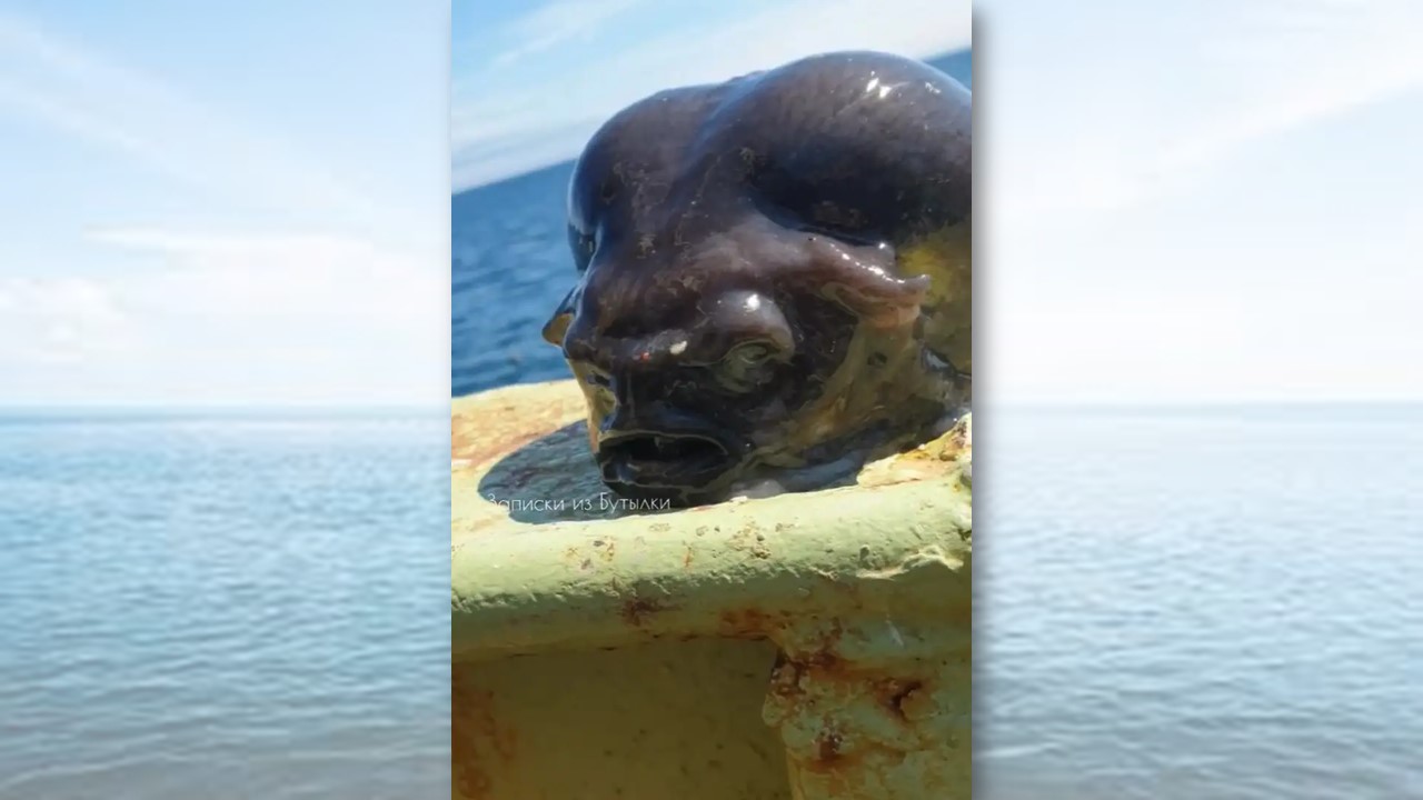 ASSUSTADOR: Pescador registra peixe com 'cabeça de alien' 