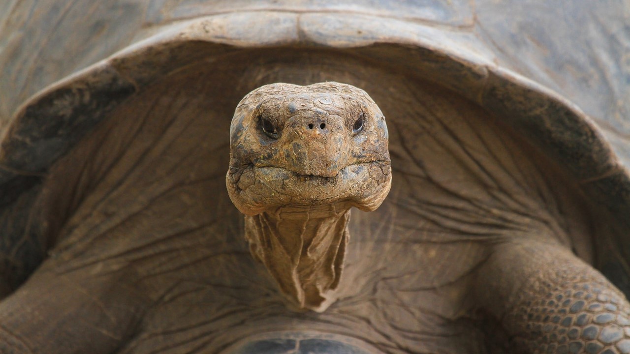 O MISTÉRIO REVELADO: Por que as tartarugas vivem tanto tempo e outros animais, tão pouco? 