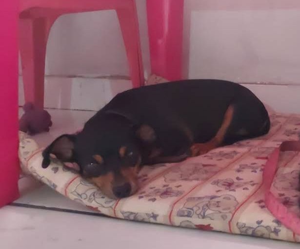 PROCURA-SE: Cadelinha salsicha desaparece no Agenor de Carvalho em PVH