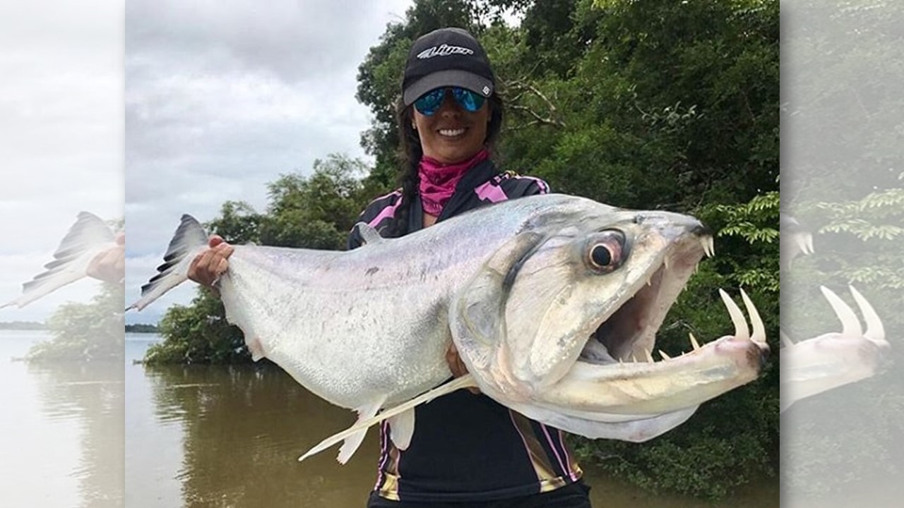 MUITO ESTRANHO: Conheça o temido peixe vampiro dos rios amazônicos 
