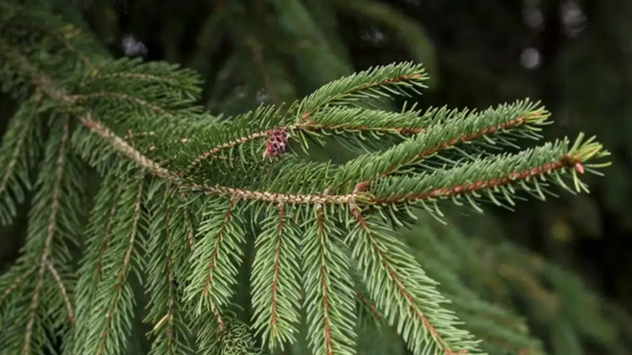 'FABRICAM OURO?': Cientistas descobrem pinheiros com metal nas pontas das folhas  