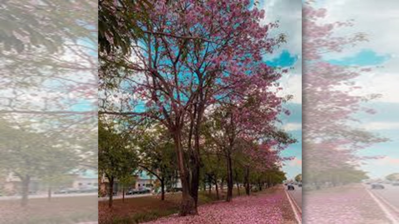 FILTRO DE CALOR: Rondônia tem uma das menores taxas de arborização do país 