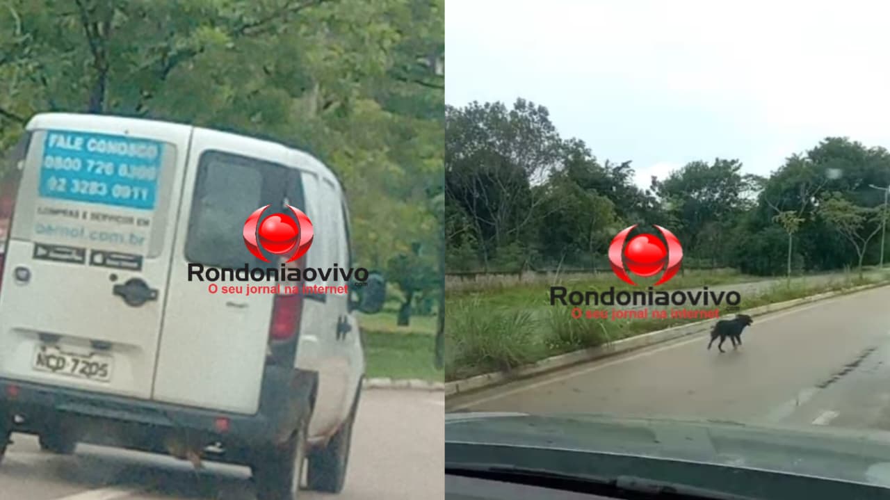 VÍDEO: Motorista de loja é flagrado abandonando cachorro em avenida 