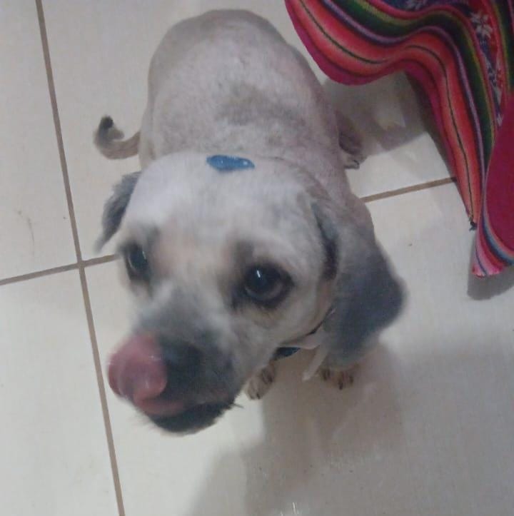 VOCÊ VIU?: Cachorro Bolinha desaparece no bairro Pantanal